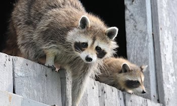 Waschbären in Biotonne entdeckt in Görlitz