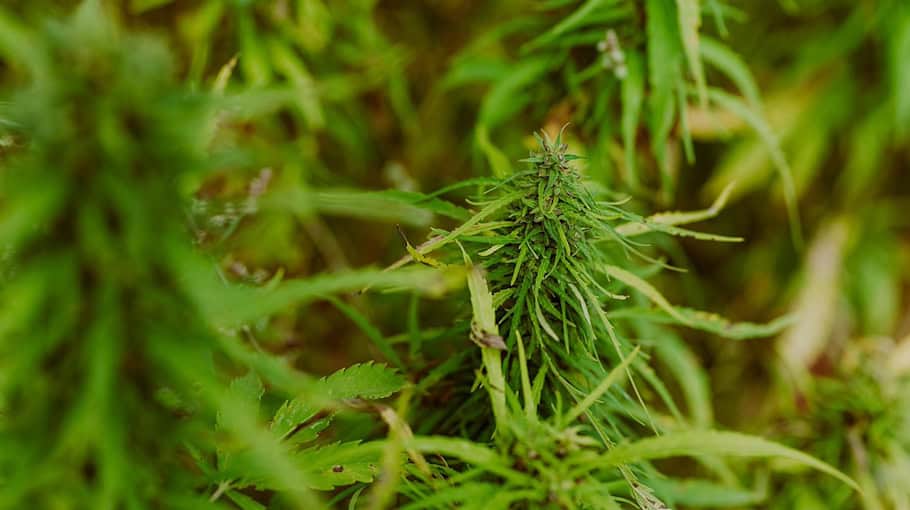 Wohnungsdurchsuchung in Lauter: Vier Kilogramm Marihuana beschlagnahmt