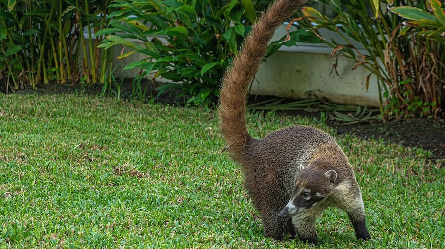 Nasenbär sorgt für Aufsehen in Bischofswerda