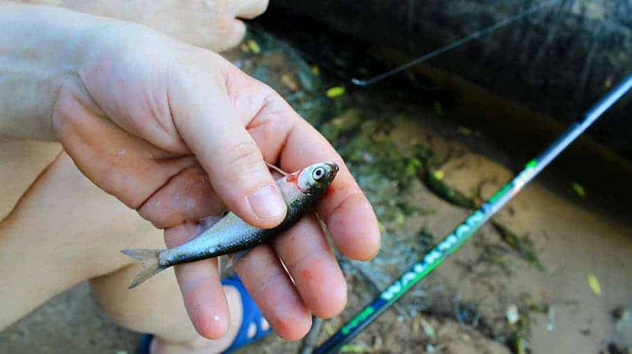 Betrüger ergaunern 14.000 Euro per Phishing in Kreischa