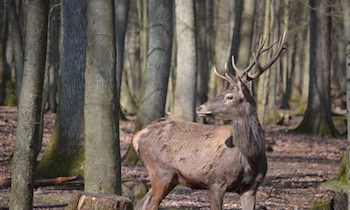 Bus kollidiert mit Rotwild in Klingenthal