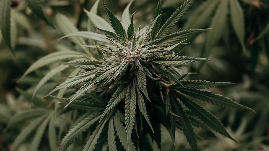 Polizei findet zahlreiche Cannabispflanzen auf Balkon in Zittau