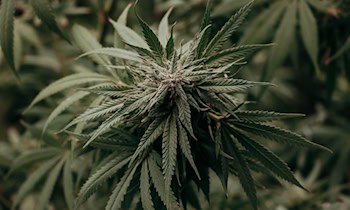 Polizei findet zahlreiche Cannabispflanzen auf Balkon in Zittau