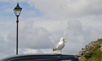 Pyrotechnik beschädigt Ford Focus in Grimma