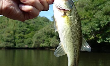 Seniorin in Lauta Opfer von Phishing-Betrug