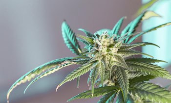 Unerlaubter Cannabisanbau in Hoyerswerda aufgedeckt