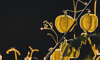 Wendemanöver beschädigt Straßenlaterne in Zwickau