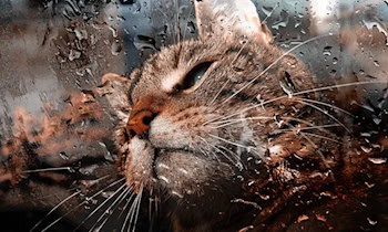 Vandalismus an Kita in Lauta: Fensterscheiben beschädigt