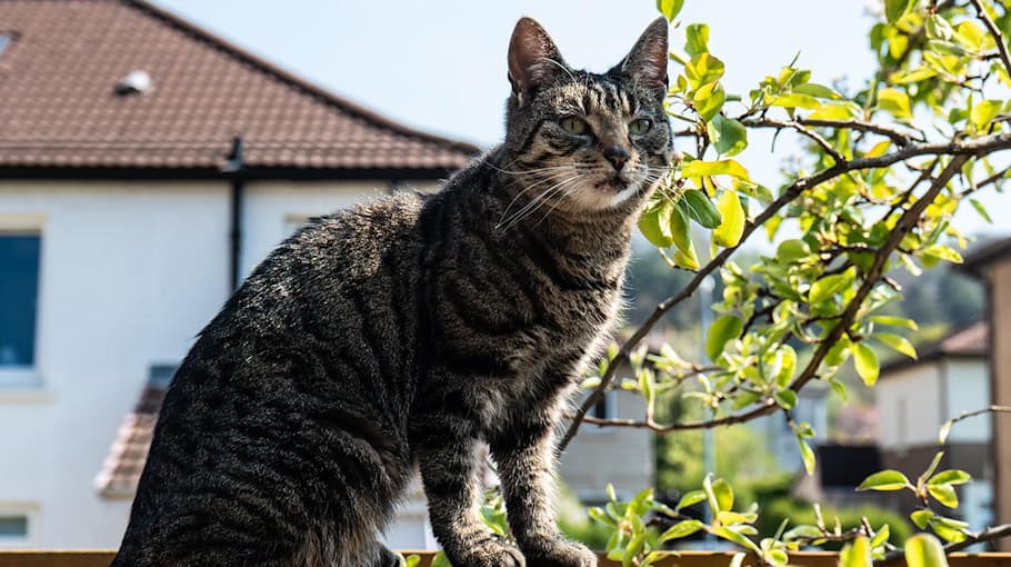 Einbruch in Gartensparte in Seifhennersdorf