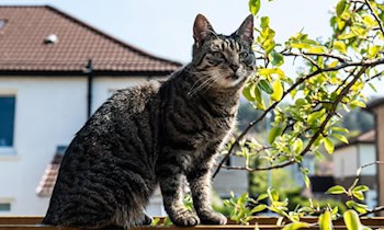 Einbruch in Gartensparte in Seifhennersdorf