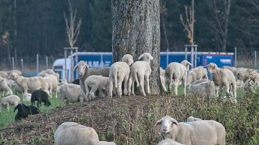 Renault Master von der Berggartenstraße gestohlen