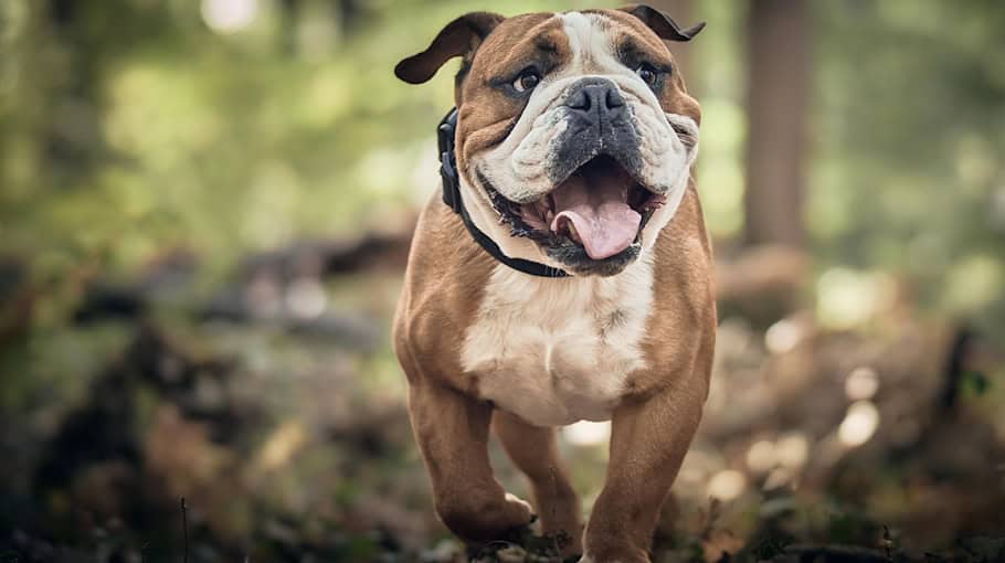 Von Hund gebissen – Zeugen gesucht in Zwickau-Pölbitz