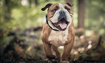 Von Hund gebissen – Zeugen gesucht in Zwickau-Pölbitz