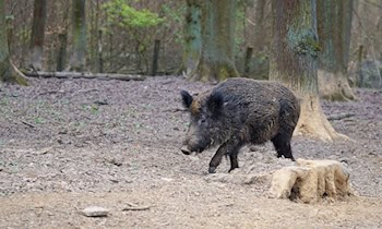 Wildschwein verursacht Unfall auf B95 bei Königswalde