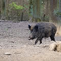 Wildschwein verursacht Unfall auf B95 bei Königswalde