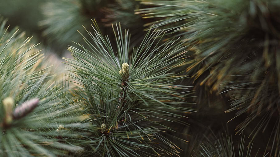 Baum fällt auf S100 zwischen Thonberg und Bautzen