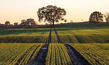 Diebstahl am Firmengelände in Lampertswalde: Traktor aufgebrochen