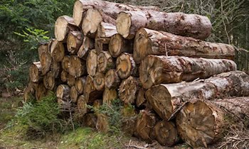 Holzstapel brennt in Riesa-Canitz – Haus und Garage beschädigt