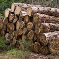 Holzstapel brennt in Riesa-Canitz – Haus und Garage beschädigt