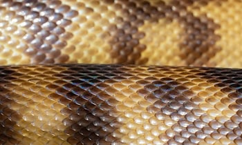 Schuppen in Niesky aufgebrochen