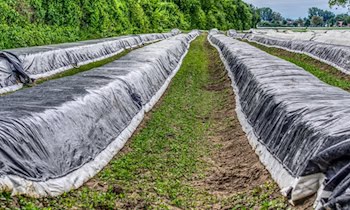 Abdeckplane vom Anhänger gestohlen in Robschütz
