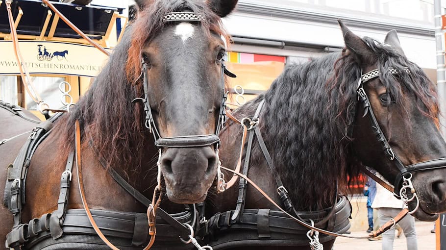 Pkw prallt gegen Pferdekutsche bei Sayda