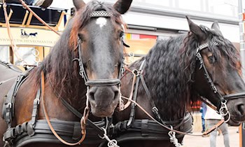 Pkw prallt gegen Pferdekutsche bei Sayda