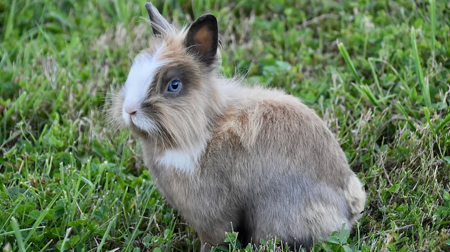 Tierquälerei in Callenberg: Hasen verstümmelt