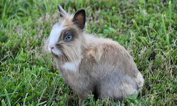 Tierquälerei in Callenberg: Hasen verstümmelt