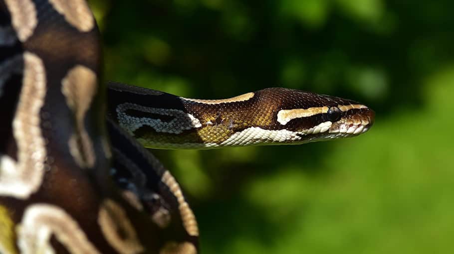 Tote Königspython in Zwickauer Waldstück gefunden