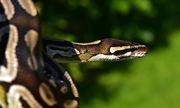 Tote Königspython in Zwickauer Waldstück gefunden