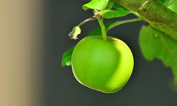 Opel Corsa prallt gegen Apfelbaum in Ottendorf