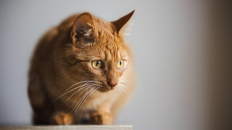 Kater mit Luftgewehr-Projektil in Nieder Seifersdorf