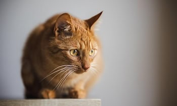 Kater mit Luftgewehr-Projektil in Nieder Seifersdorf