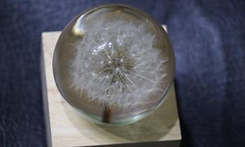 Crystal sichergestellt bei Kontrolle in Görlitz