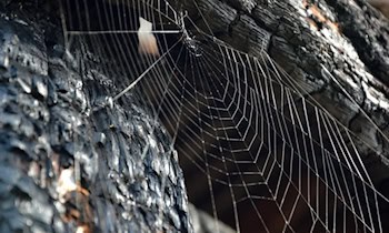 Laubenbrand in Borna: 49-Jähriger schwer verletzt