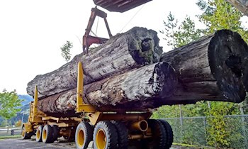 Außenspiegelkollision zwischen Lkw bei Nauwalde