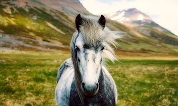 Pferd stirbt bei Unfall in Großerkmannsdorf