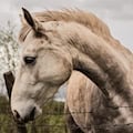 Totes Pferd in Hörnitz gefunden