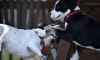 Frau von Hund gebissen in Heidenau