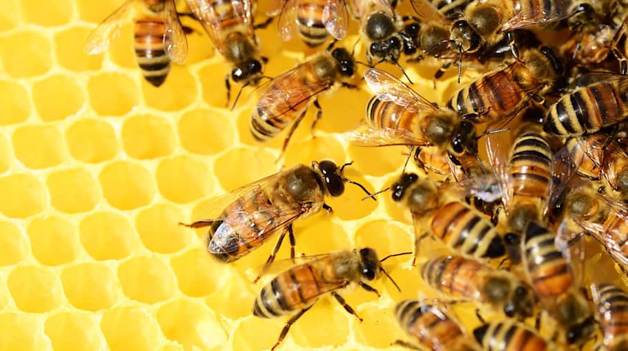 Bienenstöcke umgeworfen in Zwickau