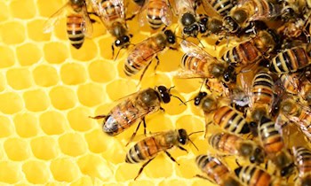 Bienenstöcke umgeworfen in Zwickau