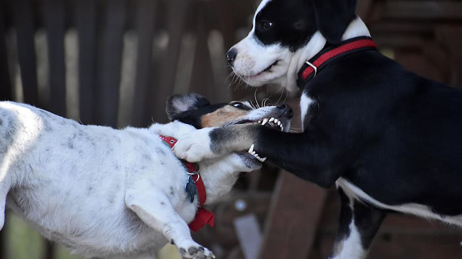 Jugendliche in Riesa von Hund gebissen