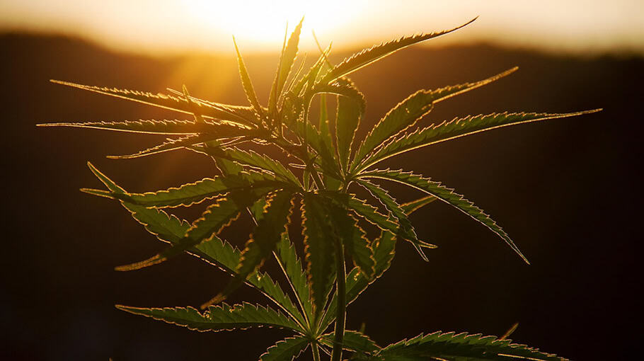 500 Cannabispflanzen entdeckt in Kreischa