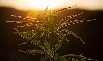 500 Cannabispflanzen entdeckt in Kreischa