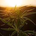 500 Cannabispflanzen entdeckt in Kreischa