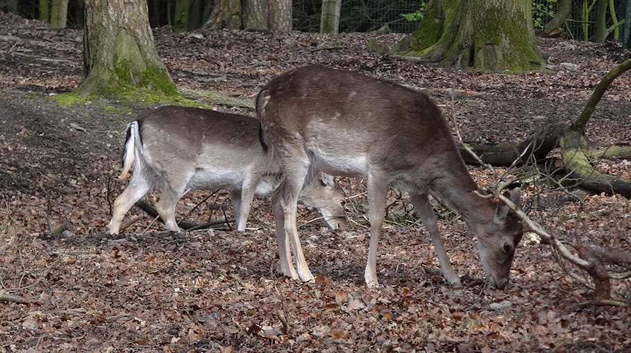 Achtung Wildwechsel: Risiko durch Zeitumstellung