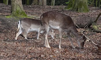 Achtung Wildwechsel: Risiko durch Zeitumstellung