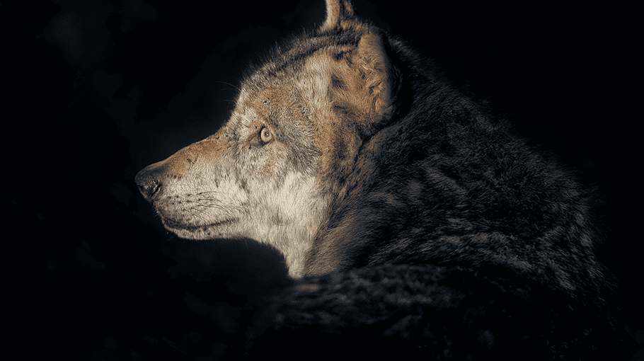Sektion abgeschlossen: Wolfskadaver in Wiednitz und Leippe