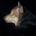 Sektion abgeschlossen: Wolfskadaver in Wiednitz und Leippe